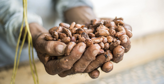 El efecto Cacao